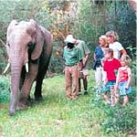 Getting Close to Elephants